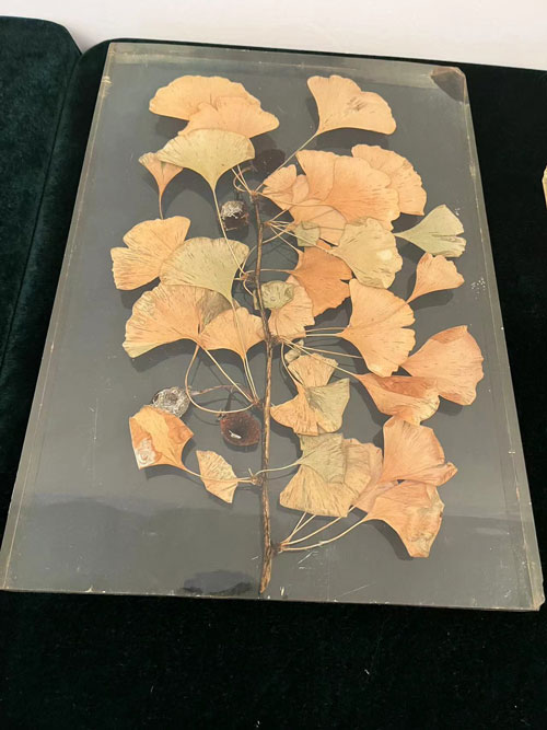 鲜花聚合